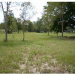 Rear horse pasture, with trees for shade